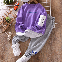 Purple/Sweatshirt+Gray/Trousers
